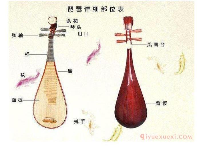 琵琶的护理应注意以下几点