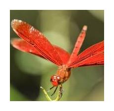 红蜻蜓 Red Dragonfly