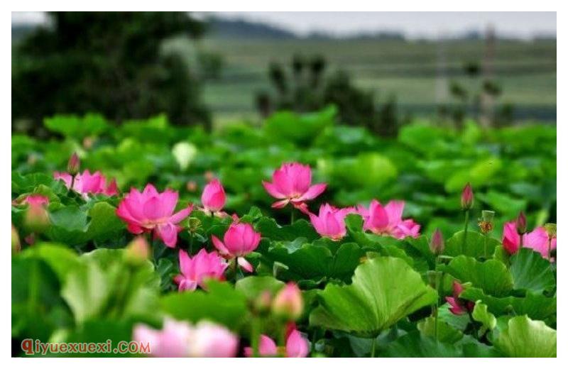 神秘园(Secret Garden)莲花(Lotus) 